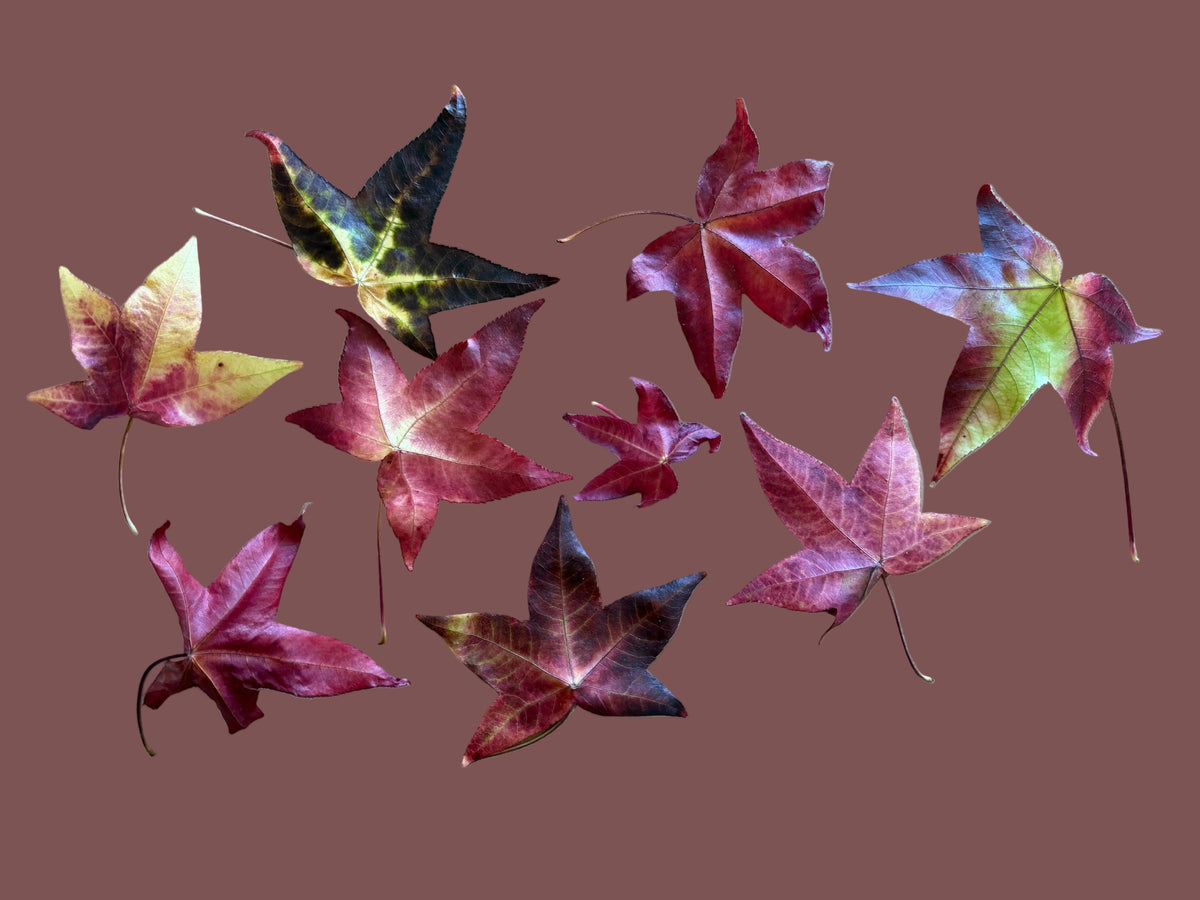 Parents & Children Welcome Fall